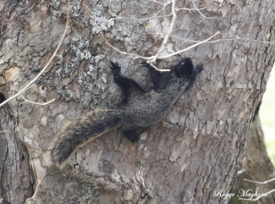 Showing his colors - Melanistic Fox Squirrel