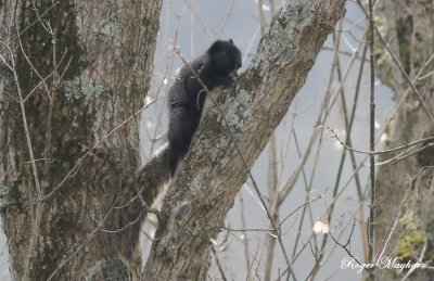 Taking a look around - Melanistic Fox Squirrel