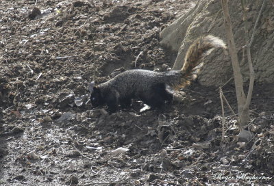 Browsing for food - Melanistic Fox Squirrel