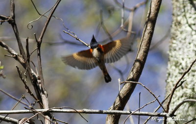 A male American Redstart showing off his colors.