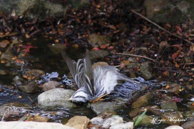 The Blackpoll Warbler getting wet all over