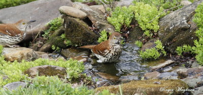 A pair of Brown Thrashers sharing the stream