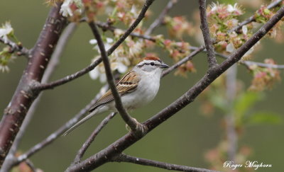 A Chipping Sparrow dressed for spring