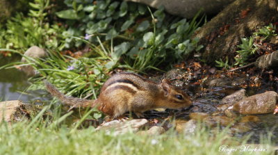 An Eastern Chipmunk pausing for a cool sip