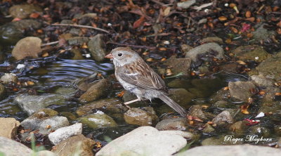  A Field Sparrow wet from bathing