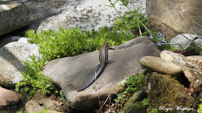 A Five-lined Skink searching for insects near the stream