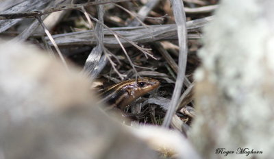 The Five-lined Skink hiding