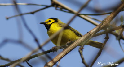  A male Hooded Warbler guarding his territory