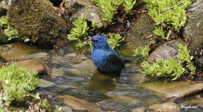 A male Indigo Bunting making the stream look good