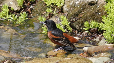 An Adult male Orchard Oriole at the stream
