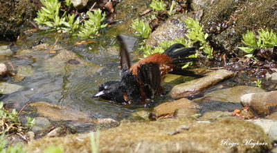 The Adult Orchard Oriole enjoying the water
