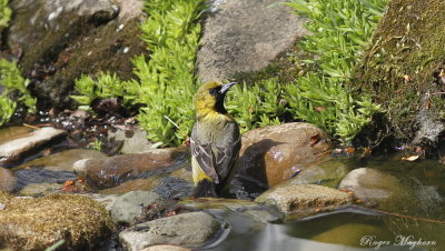 An immature male Orchard Oriole checking things out