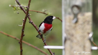  A male Rose-breasted Grosbeak looking for seeds
