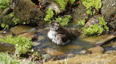 A White-throated Sparrow gettng ready to head north to nest