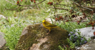 A Yellow Warbler checking out the stream