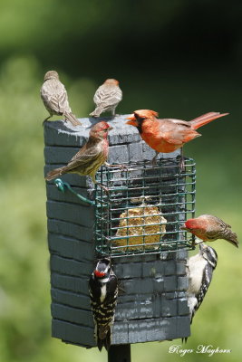 2016_6_8 Birds at Suet - Mayhorn Home - Compton Mt