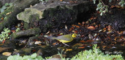 Male  Hooded Warbler in the yard stream