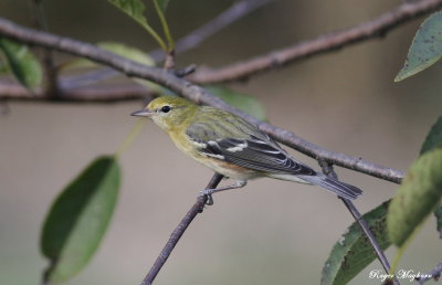 Bay-breasted Warbler just outside the window