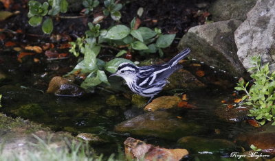 Black-and-white Warbler in the yard stream