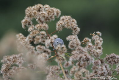 Blue-gray Gnatcatcher in the Joe-Pye Weed