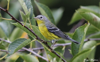  Magnolia Warbler in the cherry tree