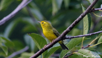  Wilson's Warbler in the cherry tree