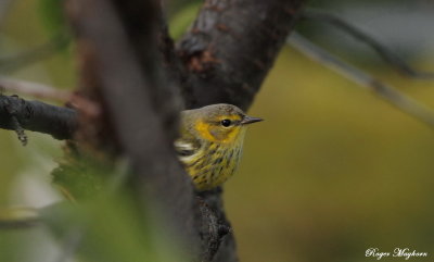 Cape May Warbler peaking at the photographer