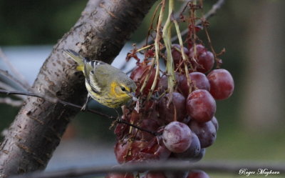 Cape May Warbler enjoying the grapes