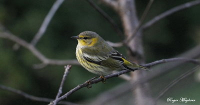 Cape May Warbler taking a rest