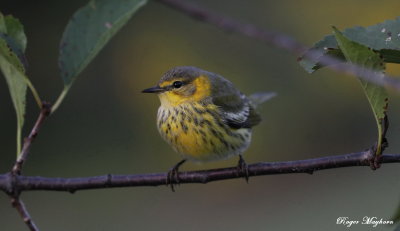 Cape May Warbler looking handsome