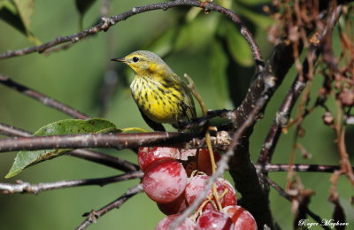 The Cape May Warbler guarding his grapes