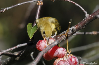  Summer Tanager enjoying the grapes