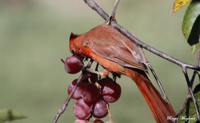 A Northern Cardinal takes a whole grape