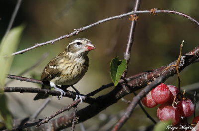 A Rose-breasted Grosbeak having a bite