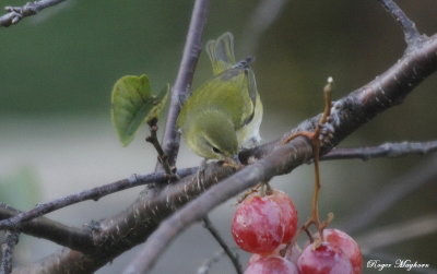 A Tennessee Warbler having some grape juice. 