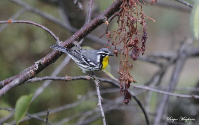 Cape May Warbler and Grapes