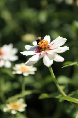 Flower in BC