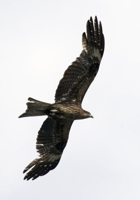 Birds From My Balcony