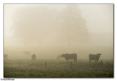 Cows in the Mist