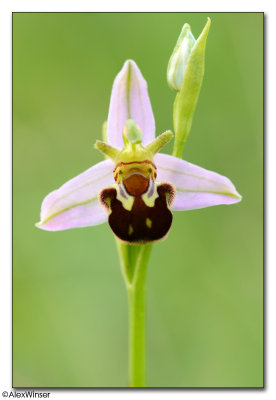 Bee Orchid (Ophrys apifera)