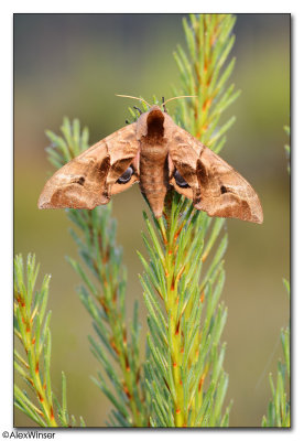 Eyed Hawk Moth