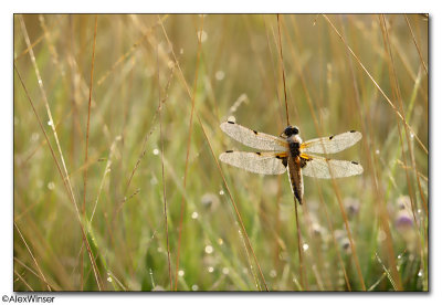 Four-Spotted Chaser