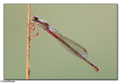 Damselflies