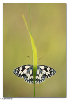 Marbled White (Melanargia galathea) Peeling