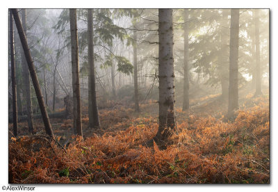 Woodland Mist