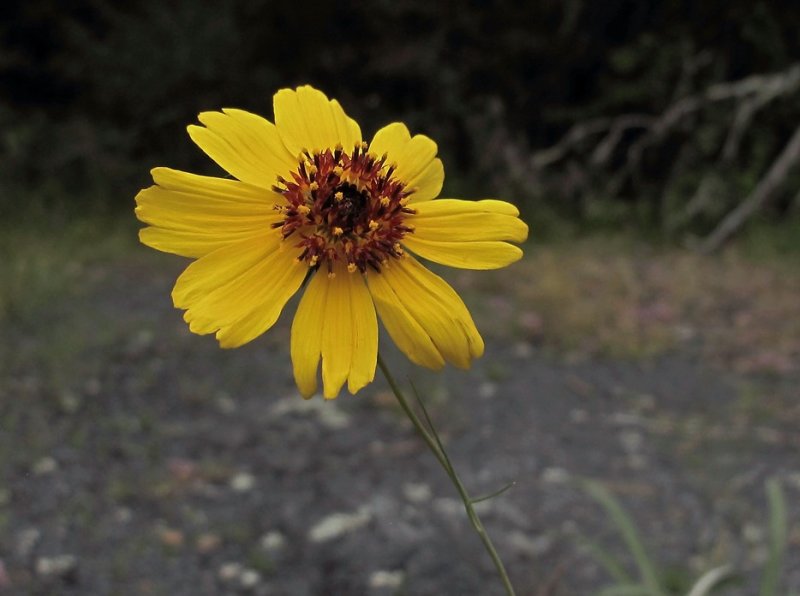 Thelesperma filifolium
