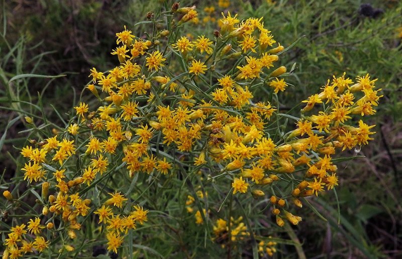 Euthamia gymnospermoides