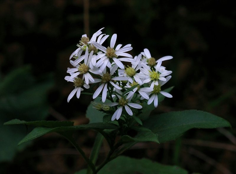 Symphyotrichum urophyllum 