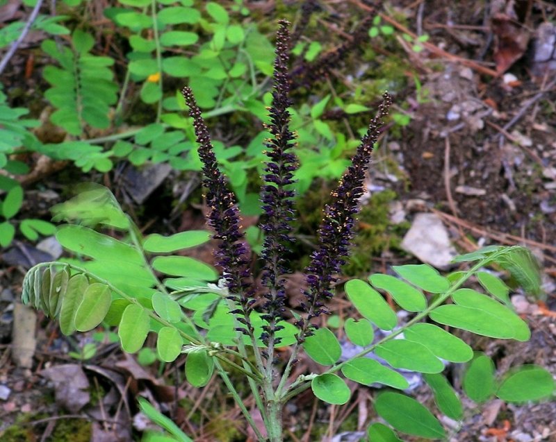 Amorpha fruticosa