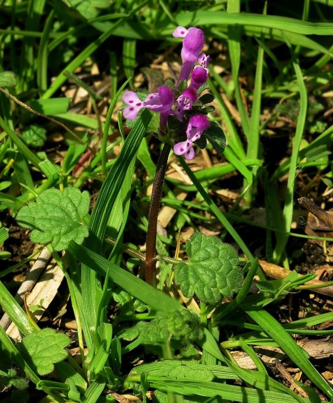 Lamium amplexicaule